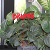 Drums Plant Stake - Red